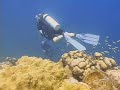 Episode 39: Eagle Ray Pass, Pine Cay, TCI