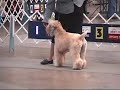 Stumptown Dog Show 08 (part 1 of 3) Stumptown Dog Show 08 (part 1 of 3)