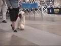 Stumptown Dog Show 08 (part 1 of 3)