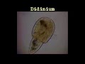 MicroSafari - Didinium