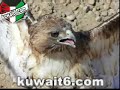 الكويت - كويت - kuwait