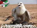 الكويت - كويت - kuwait