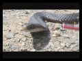 Snake Artist -the copperhead Snake Artist -the copperhead