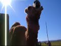 ラクダ動画