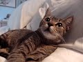 My Kitty