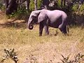 Botswana Wildlife - Elephant In Moremi Game Reserve