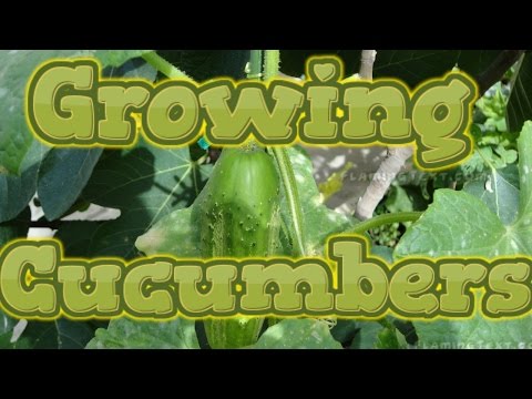 how to grow cucumbers