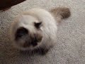 I Want To Be a Dog