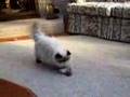 Himalayan Cat tries to fetch