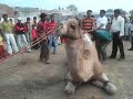 Camel Qurbani By Saiyed Jalaluddin On Eid Ul Adha 21/12/2007