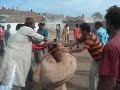 Camel Qurbani By Saiyed Jalaluddin On Eid Ul Adha 21/12/2007