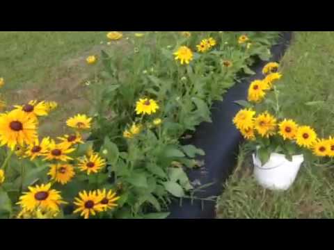 how to harvest black eyed susan flower seeds