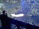 My dog wading in Lake D'Arbonne
