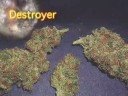 HIGH TIMES Presents: Top 10 Strains of the Year