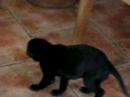 Greyhound puppie Crimdon Racer 4,5 weeks old Greyhound puppie Crimdon Racer 4,5 weeks old