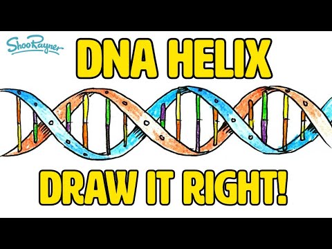 how to draw dna in illustrator