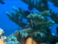 Arrecifes de coral, documental discovery channel