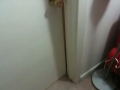 Abu playing