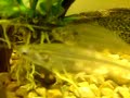 fish house advances fish house advances