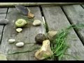Snail race Snail race