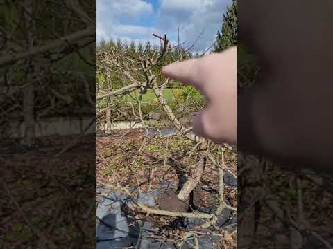 video-linktoworks-How to PRUNE an APPLE tree, how to prune apple trees,...