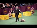 Westminster Dog Show 2012: Best in Group - Toy