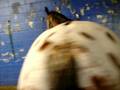 102_0064.MOV
