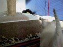 The Kitten Channel - funny kittens 1