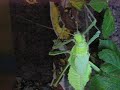 heteropteryx dilatata heteropteryx dilatata
