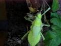heteropteryx dilatata