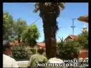 How NOT to remove a tree