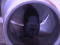 Pacu eating some peanuts, update from the last video i made.
