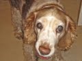my-talking-dog-political-minute-11152007.html