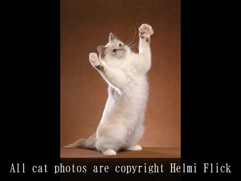 birman