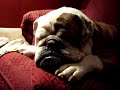 Snoring Bulldog