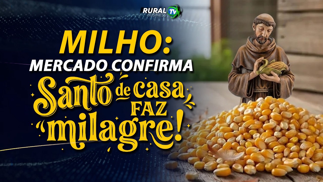 MILHO: MERCADO CONFIRMA! SANTO DE CASA NÃO FAZ MILAGRE!