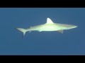 Sea Predators: Great White Shark http://t.co/SqUnJ8RS