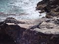 Huge Aglie Dragons on the Cliff where Mayan Ruins of Goddess Ikshel and Light House at Isla Mujeres