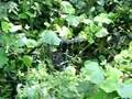 Caninana (Spilotes pullatus) é uma cobra da família Colubrid