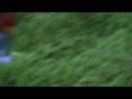 videos de sasquatch