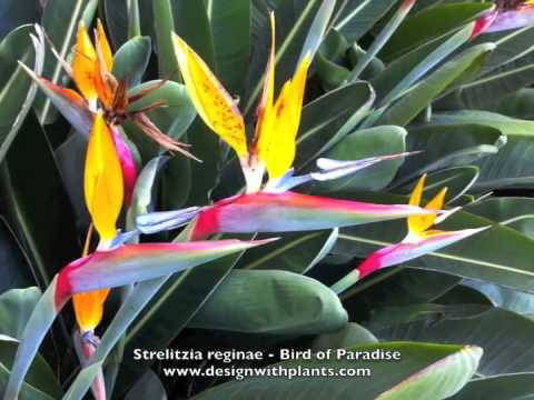 how to fertilize giant bird of paradise