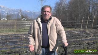 #246 How to plant a firstberry bush