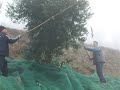 Conheita de Azeite