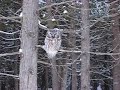 Nyctale attaquée / Attacked owl Nyctale attaquée / Attacked owl