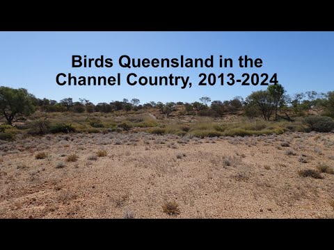 <p>Birds Queensland in the Channel Country, 2013-2024.</p>
 video thumbnail