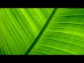 Free Ringtone Exclusively for Youtube Subscribers Free Ringtone Exclusively for Youtube Subscribers