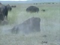 Bison Bison