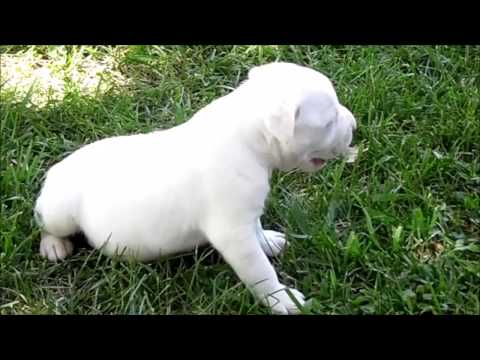 Drake is having fun playing ! He loves it !
