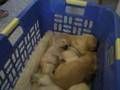 Golden Labrador Puppy Puppies at the Beckman House