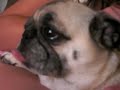 Pug Eating Pistachios